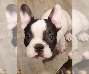French Bulldog Puppy for sale in STAPLES, MN, USA