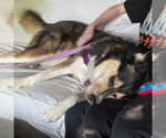 Small #9 Huskies  Mix