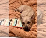 Small #4 American Pit Bull Terrier Mix