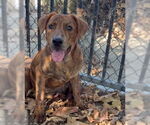 Small #1 American Pit Bull Terrier