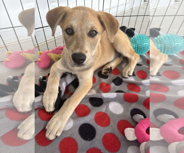 Medium Photo #4 Labrador Retriever-Unknown Mix Puppy For Sale in The Woodlands, TX, USA