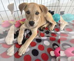 Small #3 Labrador Retriever Mix