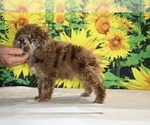 Image preview for Ad Listing. Nickname: Maurice