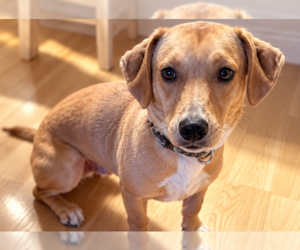 Chance - Male Bassetdor Dog for Adoption - Photo #4