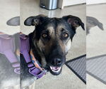 Small German Shepherd Dog Mix
