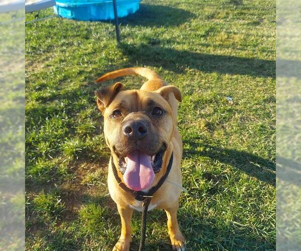 Medium Photo #1 Boxer-Unknown Mix Puppy For Sale in Louisville, KY, USA