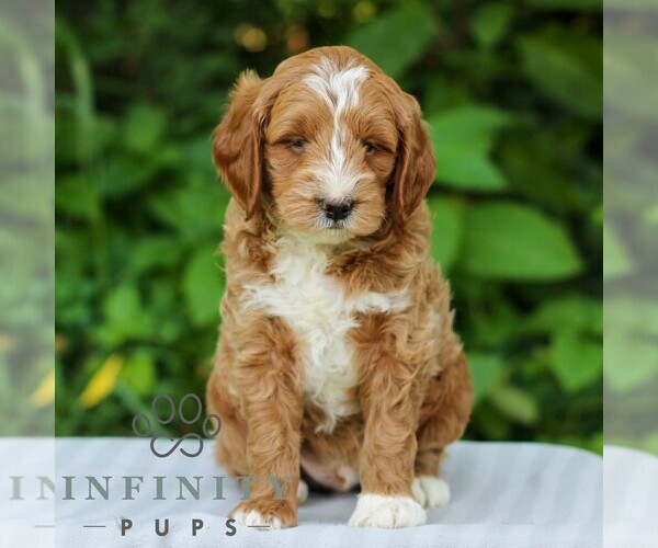 Medium Photo #1 Goldendoodle (Miniature) Puppy For Sale in EAST EARL, PA, USA
