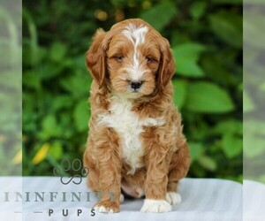 Goldendoodle (Miniature) Puppy for sale in EAST EARL, PA, USA