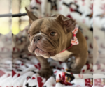 Small #2 French Bulldog