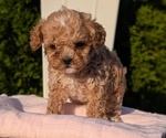 Small Photo #33 Cavapoo (Miniature) Puppy For Sale in GOSHEN, IN, USA