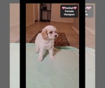 Delilah - Female Havapoo Puppy for Sale - Photo #2