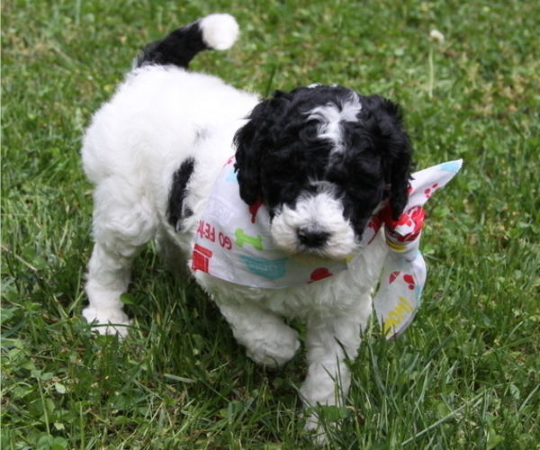 Medium Photo #3 Poodle (Standard) Puppy For Sale in PIGEON FORGE, TN, USA