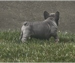 Small Photo #21 French Bulldog Puppy For Sale in SUSSEX, WI, USA