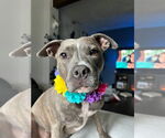Small Photo #1 American Pit Bull Terrier Puppy For Sale in Alexandria, VA, USA