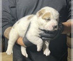 Small #8 Central Asian Shepherd Dog