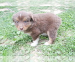 Puppy Petunia Australian Shepherd