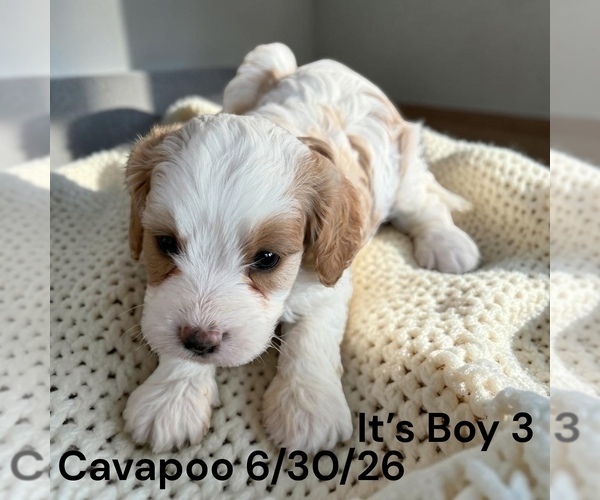 Medium Photo #17 Cavapoo (Miniature) Puppy For Sale in MONTPELIER, OH, USA