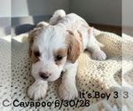Small #16 Cavapoo (Miniature)