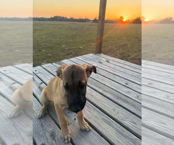 Medium Photo #4 Great Dane-Unknown Mix Puppy For Sale in Bullard, TX, USA