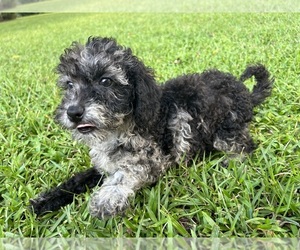 Poodle (Miniature) Puppy for sale in WRAY, GA, USA