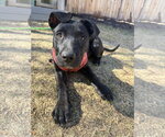 Small #8 Labrador Retriever Mix