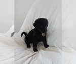 Small Photo #7 Newfoundland-Shepadoodle Mix Puppy For Sale in SHEBOYGAN FALLS, WI, USA
