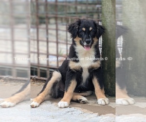 Australian Shepherd Puppy for sale in GEORGETOWN, TN, USA