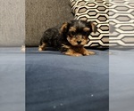 Small Photo #6 Yorkshire Terrier Puppy For Sale in PORTLAND, OR, USA