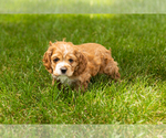 Small Photo #7 Cocker Spaniel Puppy For Sale in NAPPANEE, IN, USA