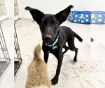 Small #3 German Shepherd Dog Mix