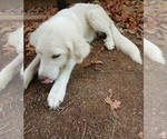 Puppy choice Great Pyrenees