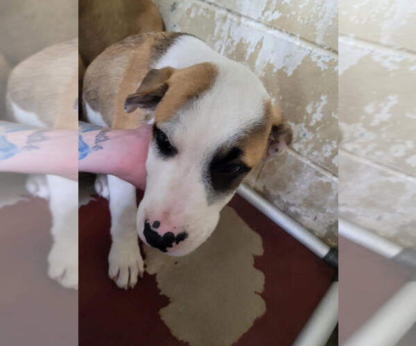 Medium Photo #1 American Pit Bull Terrier-Unknown Mix Puppy For Sale in Linton, IN, USA