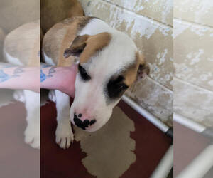 Medium American Pit Bull Terrier Mix