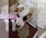 Small American Pit Bull Terrier Mix
