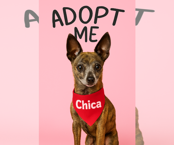 Medium Photo #1 Chihuahua Puppy For Sale in Gulfport, MI, USA