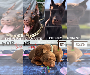 Doberman Pinscher Litter for sale in MIAMI, FL, USA