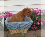 Small Photo #16 English Cream Golden Retriever Puppy For Sale in ATHENS, WI, USA
