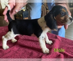 Beagle Puppy for sale in BOWLING GREEN, KY, USA