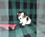 Small #7 Morkie