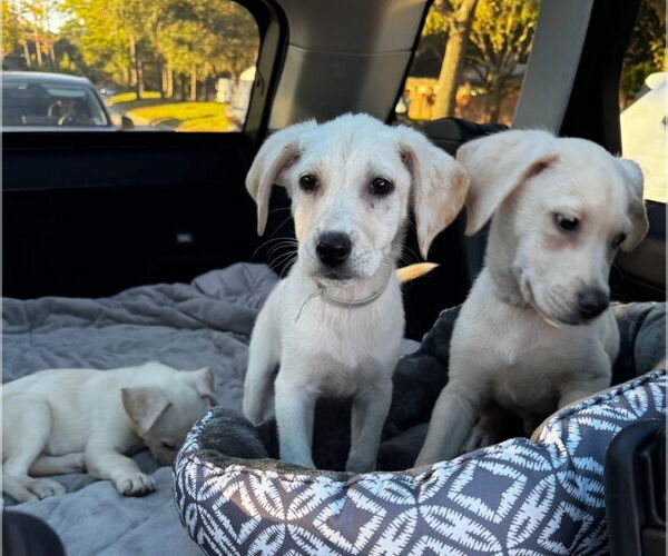 Medium Photo #2 German Shepherd Dog-Unknown Mix Puppy For Sale in Lakewood, CO, USA