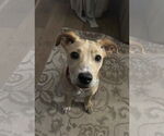 Small #4 American Pit Bull Terrier Mix