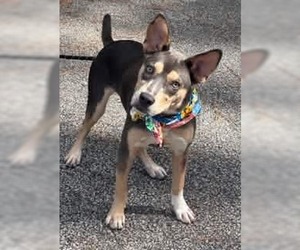 Australian Kelpie-Unknown Mix Dogs for adoption in Shillington, PA, USA
