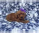 Small #6 Cavapoo