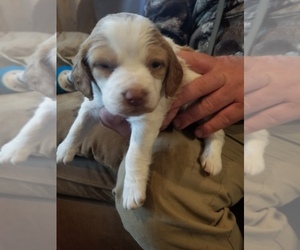 Brittany Puppy for sale in AVON, OH, USA