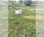 Small #6 Maltese