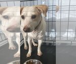 Small #3 Jack Russell Terrier Mix