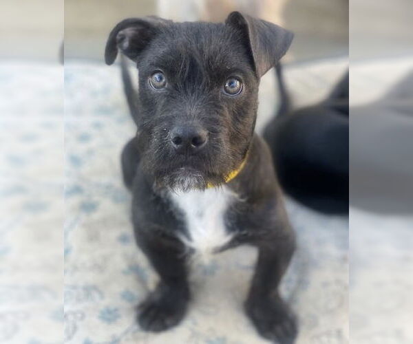 Medium Photo #2 Mutt Puppy For Sale in Newport Beach, CA, USA