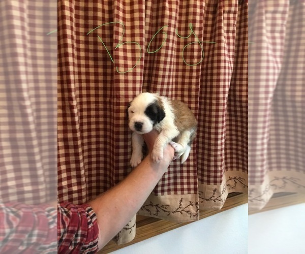 Medium Photo #4 Saint Bernard Puppy For Sale in SPRINGVILLE, CA, USA