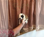 Small Photo #4 Saint Bernard Puppy For Sale in SPRINGVILLE, CA, USA