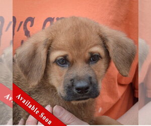 Golden Shepherd Dogs for adoption in Huntley, IL, USA